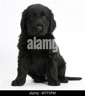 Nero Flatcoated Retriever cucciolo, 6 settimane, seduta. Foto Stock