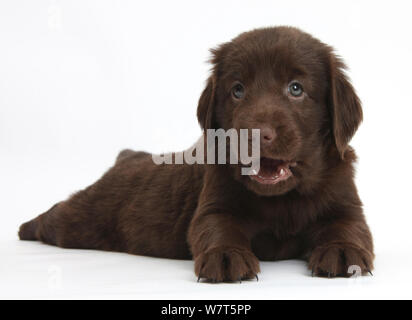 Fegato Flatcoated Retriever cucciolo, 6 settimane, distesa. Foto Stock