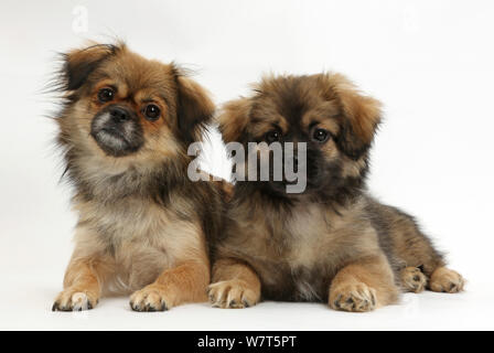Tibetan Spaniel e cane cucciolo, Il Bair, 13 settimane. Foto Stock