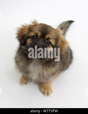 Tibetan Spaniel cucciolo di cane, Il Bair, 13 settimane, seduto, guardando verso l'alto. Foto Stock