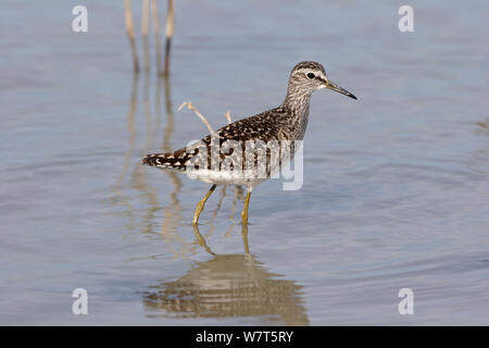 Wood sandpiper (Tringa glareola) camminando attraverso acqua, Kos, Grecia, maggio. Foto Stock