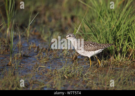 Wood sandpiper (Tringa glareola) a piedi attraverso acque poco profonde, Lesbo, Lesbo, Grecia, Aprile. Foto Stock