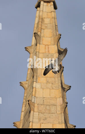 Falco pellegrino (Falco peregrinus) battenti passato guglia che trasportano preda, Norwich, Norfolk, Cattedrale, Giugno. Foto Stock