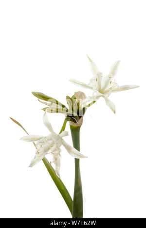 Sea daffodil (Pancratium maritimum) in fiore, Portogallo, Luglio. Progetto Meetyourneighbors.net Foto Stock