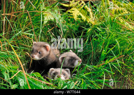 Tre European polecat gattini (Mustela putorius) in erba, West Country fauna Centro di fotografia, prigionieri luglio. Foto Stock