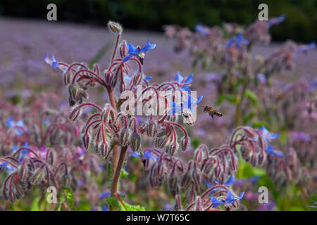La borragine (borragine officinalis) raccolto in fiore, Norfolk, Inghilterra, Regno Unito, Luglio. Foto Stock