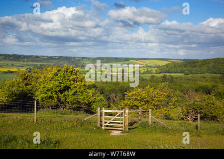 Tomaia Gade Valley in Chilterns, da Ivinghoe colline, Buckinghamshire, Inghilterra, Regno Unito, Giugno 2013. Foto Stock