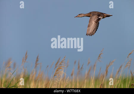 Canapiglia (Anas strepera) in volo su paludi, Inghilterra, Regno Unito, Luglio. Foto Stock