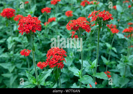 Croce di Malta Fiori (Lychnis chalcedonica) nel letto erbacee, Inghilterra, Luglio Foto Stock