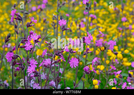 Red campion (Silene dioica) e renoncules (Ranunculus acris) sul margine del campo, Norfolk, Regno Unito, Giugno. Foto Stock