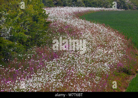 Red campion (Silene dioica) e Oxeye pedane. (Leucanthemum vulgare) sul margine del campo, Norfolk, Regno Unito, Giugno. Foto Stock