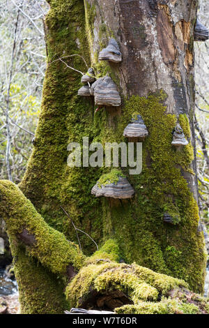 Zoccolo o fungo Tinder (Fomes fomentarius) cresce sulle morti moncone di faggio, Isle of Mull, Ebridi Interne, Scotland, Regno Unito, maggio. Foto Stock