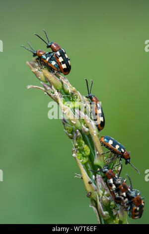 Asparagi comune beetle (Crioceris asparagi) infestazione di coleotteri adulti sulla punta di asparagi commestibili, Norfolk, Inghilterra, Regno Unito, Giugno. Foto Stock