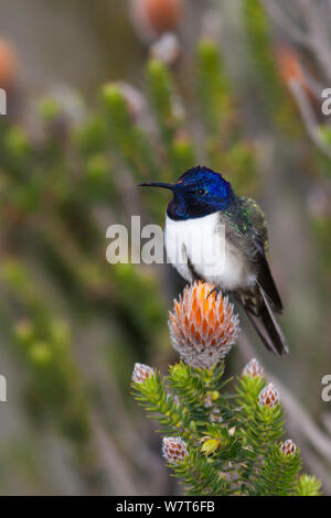 Hillstar ecuadoriana Hummingbird (Oreotrochilus chimborazo) arroccato su Chuquiraga (Chuquiraga jussieui) , Parco Nazionale Cotopaxi, Ecuador Foto Stock