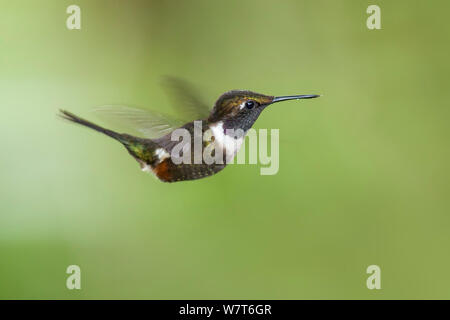 Purple-throated Woodstar (Calliphlox mitchellii) Bellavista, Ecuador Foto Stock