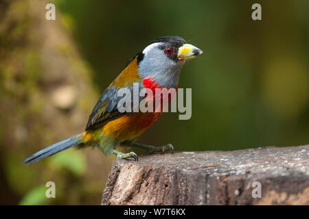 Toucan Barbet (Semnornis ramphastinus) Refugio Paz de Las Aves, Ecuador Foto Stock