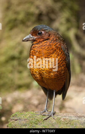 Antpitta gigante (Grallaria gigantea) Refugio Paz de Las Aves, Ecuador Foto Stock