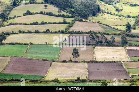 Agricola modelli di campo nei pressi di El Angel, Ecuador, settembre 2010. Foto Stock