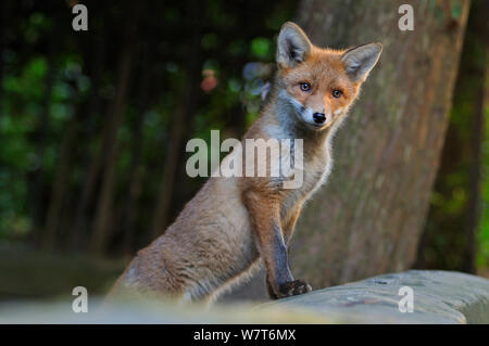 Red Fox (Vulpes vulpes vulpes) ritratto di un cucciolo in una zona urbana. Glasgow, Scozia. Maggio. Foto Stock