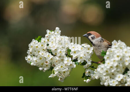 Tree Sparrow (Passer montanus) appollaiate su un ramo di biancospino fiore. Perthshire Scozia. Giugno. Foto Stock