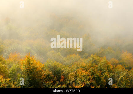 Alba luce su un bosco misto in autunno. Kinnoull Hill parco boschivo, Perthshire Scozia, Ottobre. Foto Stock