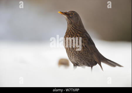 Merlo (Turdus merula) femmina alla ricerca di cibo in inverno. Perthshire Scozia, Dicembre. Foto Stock