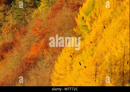 Alba luce su un bosco misto in autunno. Kinnoull Hill parco boschivo, Perthshire Scozia, Novembre. Foto Stock