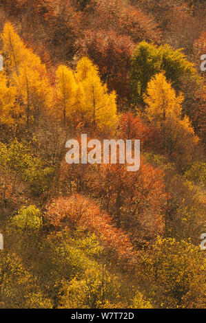 Alba luce su un bosco misto in autunno. Kinnoull Hill parco boschivo, Perthshire Scozia, Novembre. Foto Stock