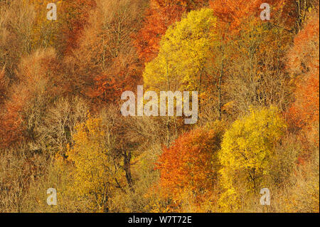 Alba luce su un bosco misto in autunno. Kinnoull Hill parco boschivo, Perthshire Scozia, Novembre. Foto Stock