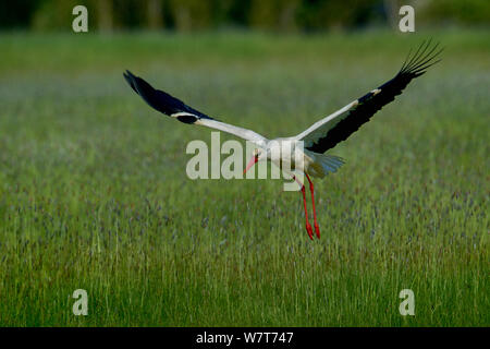 Cicogna bianca (Ciconia ciconia) in volo, Marais breton, Bretagne / Brittany, Francia, Maggio. Foto Stock
