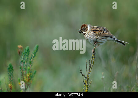 Comune Femmina reed bunting (Emberiza schoeniclus), con preda di insetti, Marais breton, Bretagne / Brittany, Francia, Maggio. Foto Stock