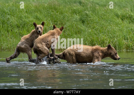 Femmina orso grizzly (Ursus arctos horribilis) e due giovani entra in acqua, Khutzeymateen Orso grizzly Santuario, British Columbia, Canada, a giugno. Foto Stock