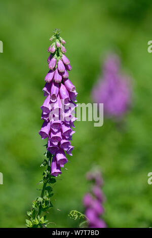 Foxglove comune (Digitalis purpurea) in fiore, in Francia, in luglio. Foto Stock