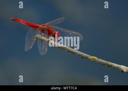 Maschio a forma di libellula scarlatta (Crocothemis erythraea) poggiante su un ramoscello, Marais breton, Bretagne / Brittany, Francia, Luglio. Foto Stock