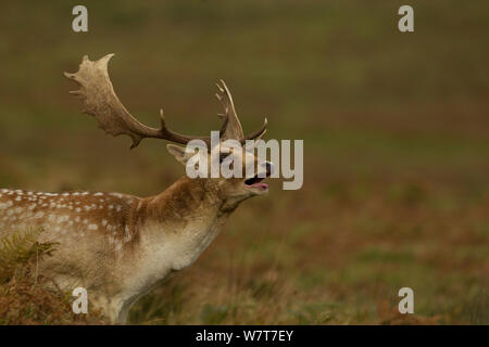 Daini (Dama Dama) maschio ruggente durante rut, Leicestershire, England, Regno Unito, ottobre. Foto Stock