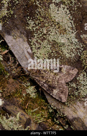 Archi verde tignola (Anaplectoides prasina) adulto su legno di lichene, South Yorkshire, Inghilterra, Regno Unito, Luglio Foto Stock