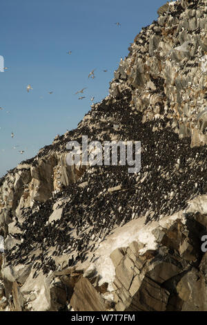 Guillemot (Uria aalge) e Razorbill (Alca torda) colonia, Norvegia, Marzo. Foto Stock