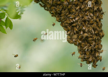 Miele di uno sciame di api (Apis mellifera) appeso ad un ramo di un albero, Sheffield, England, Regno Unito, maggio. Foto Stock