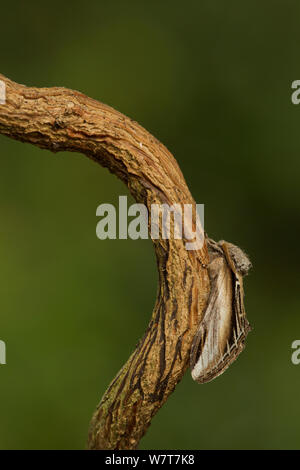 Minor Swallow prominente (Pheosia gnoma) adulto a riposo, Sheffield, England, Regno Unito, Agosto. Foto Stock