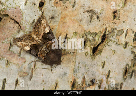 Piccolo angolo sfumature tarma (Euplexia lucipara) sulla corteccia, Sheffield, England, Regno Unito, Luglio. Foto Stock