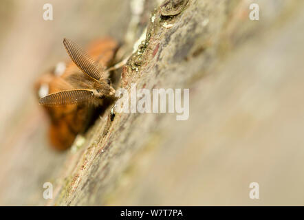 Vaporer tarma (Orgyia antiqua) maschio sulla betulla, Sheffield, England, Regno Unito, Settembre. Foto Stock