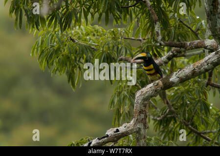 Molti-nastrare Aracari (Pteroglossus pluricinctus) in una Ceiba pentandra tree. Biodiversità Tiputini stazione, la foresta pluviale amazzonica, Ecuador, gennaio. Foto Stock