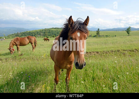 Hutsul puledro e mare (Equus caballus) in fiore-pascolo ricco nella pedemontana dei Carpazi, Ucraina, Giugno 2013. Foto Stock