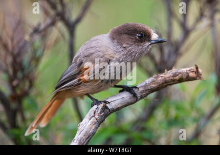 Siberian Jay (Perisoreus infaustus) appollaiato su un ramo morto. Inari, Laponia, Finlandia, Giugno. Foto Stock