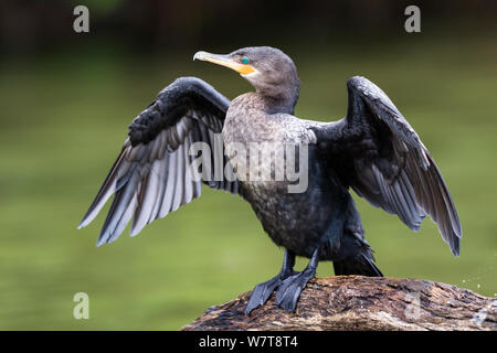 Neotropic cormorano (Phalacrocorax brasilianus) essiccazione di ali, Sandoval Lake, Tambopata National Reserve, Perù, Sud America. Foto Stock