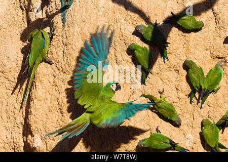 Castagne e fronteggiata Macaws (Ara severa) e Dusky capo-cocorite (Aratinga weddellii) a claylick, Tambopata National Reserve, Perù, Sud America. Foto Stock