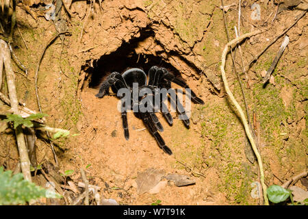 Tarantula (Pamphobeteus antinoo) Tambopata National Reserve, Perù, Sud America. Foto Stock