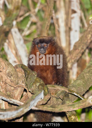 Ramato scimmia Titi (Callicebus cupreus) nella foresta pluviale, Tambopata Riserva, Perù, Sud America. Foto Stock