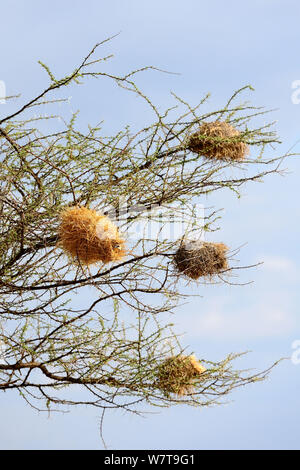 Weaver bird (Ploceidae) nido in Acacia. Riserva Nazionale di Masai Mara, Kenya, Africa. Foto Stock