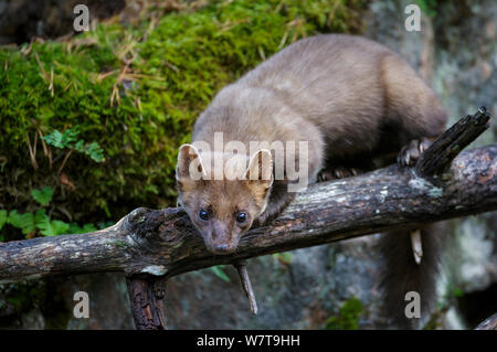 Martora (Martes martes) capretti maschio su un vecchio albero caduto. Molde, Norvegia centrale, Settembre. Foto Stock